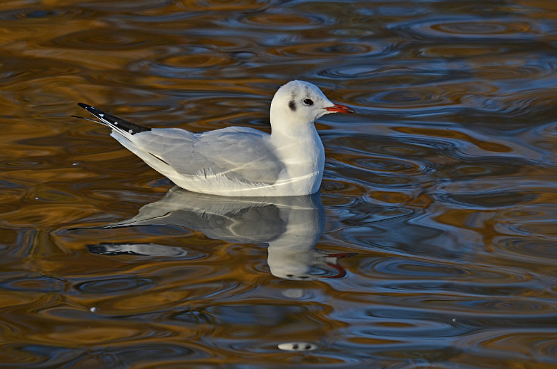 Black-headed Gull - Gulls