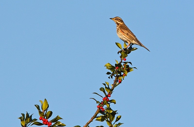 Redwing - Thrushes