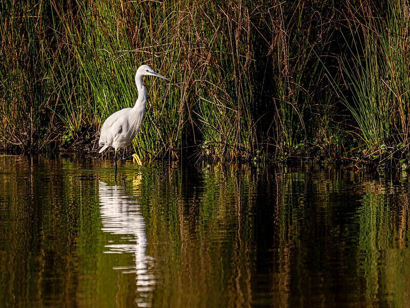 Little Egret - Latest photos
