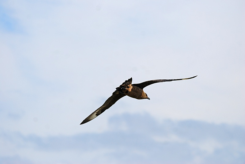 Great Skua - Skuas and shearwaters