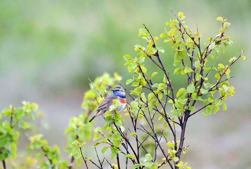 Bluethroat - North Norway