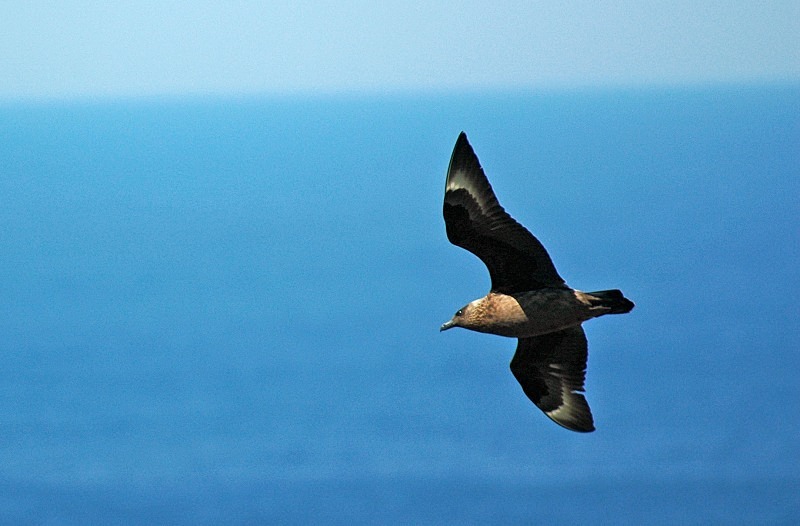 Great Skua - Skuas and shearwaters