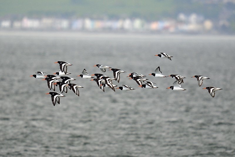 Oystercatchers - Oystercatchers