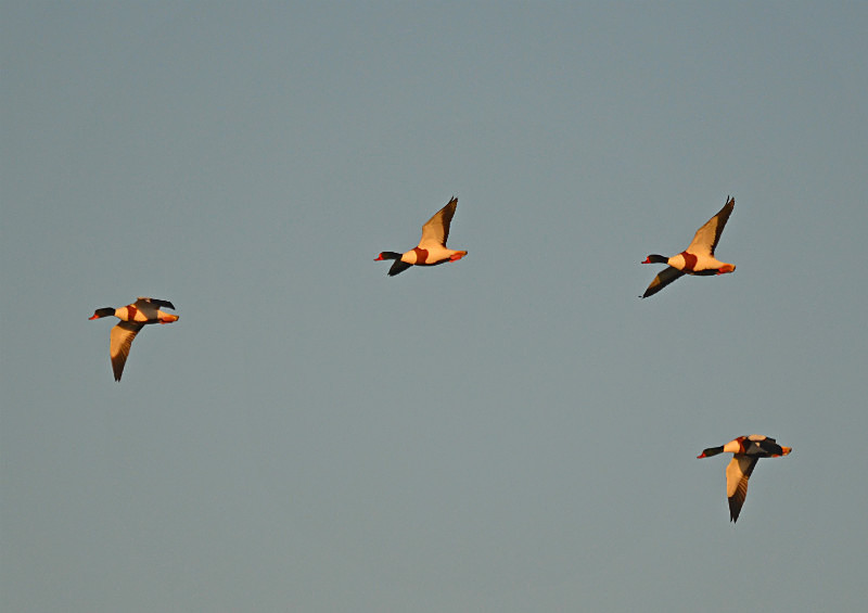 Shelducks - Shelducks