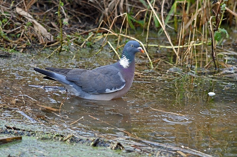 Woodpigeon - Pigeons and doves