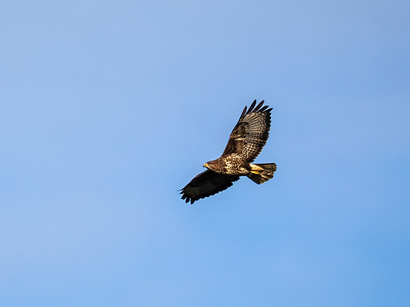 Common Buzzard - Latest photos