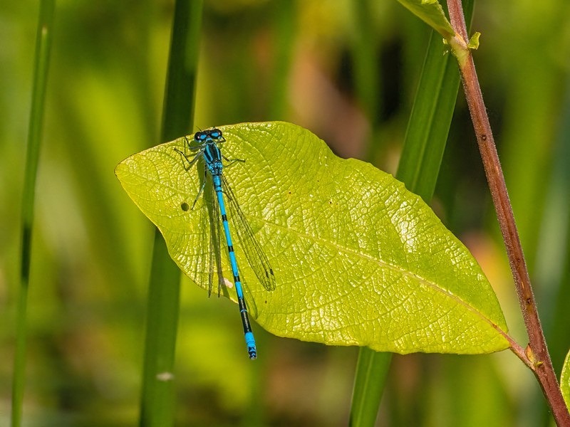 Azure Damselfly - Dragonflies and damselflies