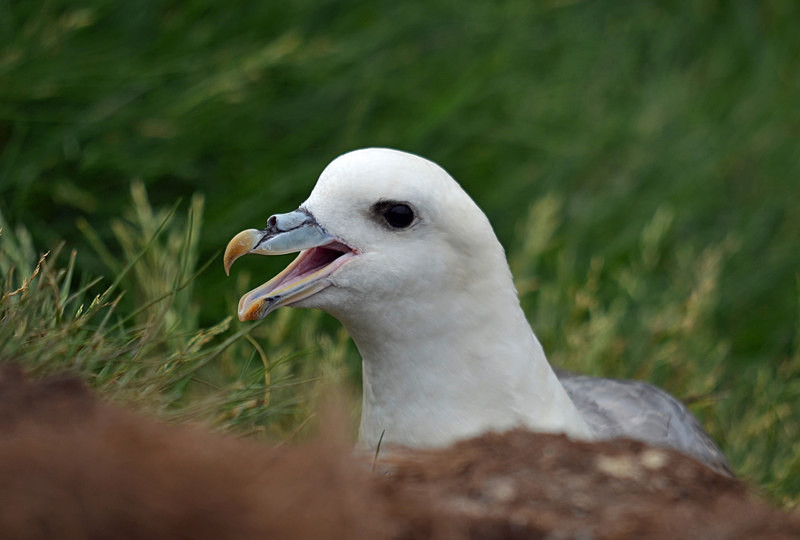 Fulmar - Fulmars
