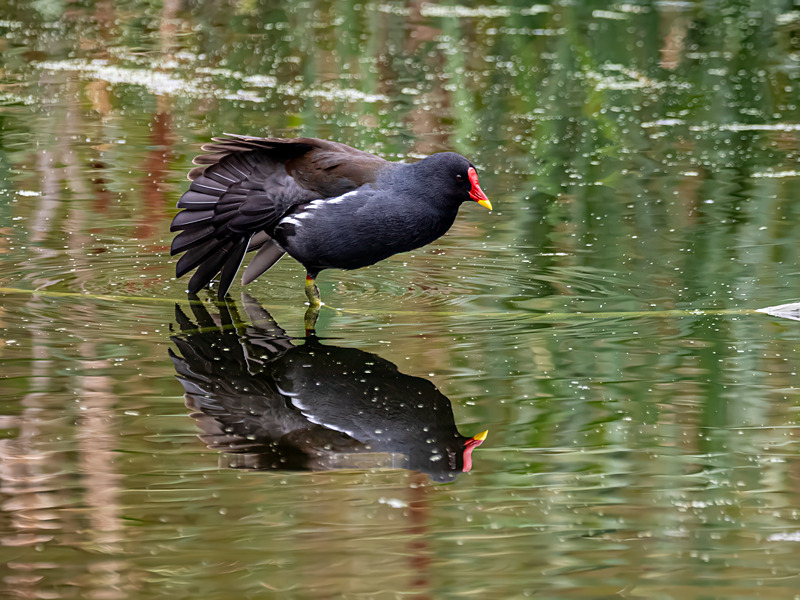 Moorhen - Latest photos