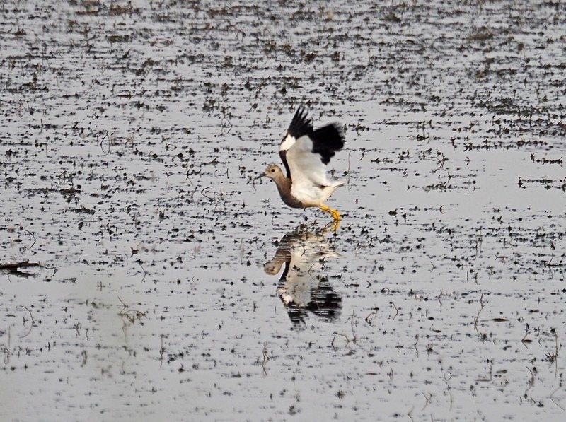 White-tailed Lapwing - Plovers