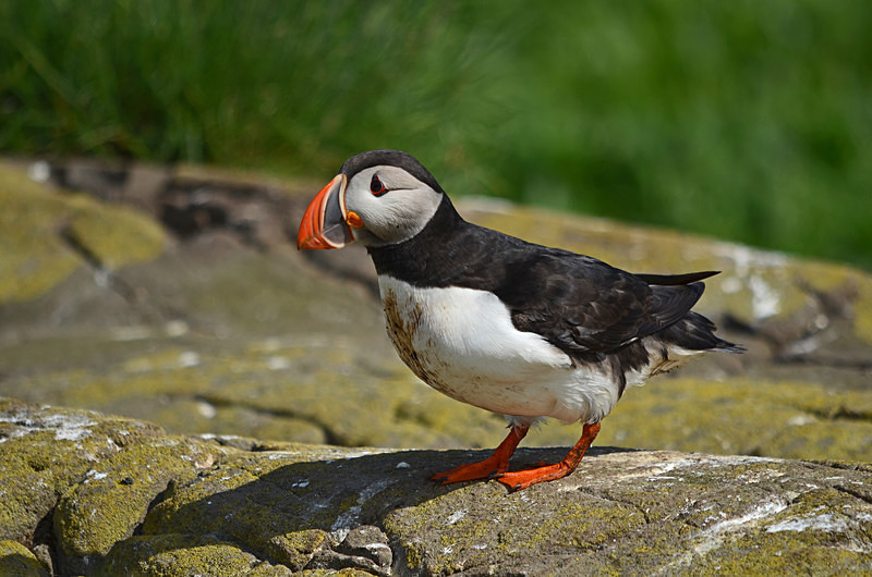 Puffin - Puffins