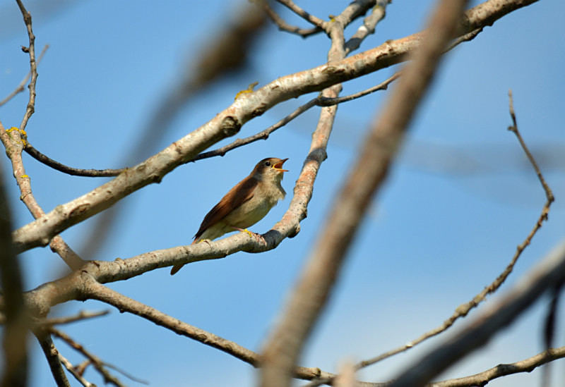 Nightingale - Central Macedonia