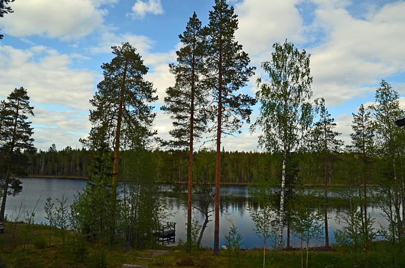 Wild Brown Bear Centre, near Vartius, Kainuu, Finland - North east Finland