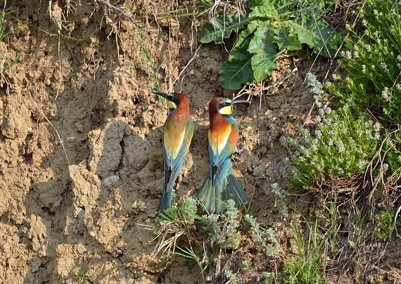 European Bee-eaters - Bulgaria