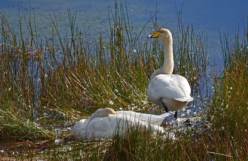 Whooper Swans - Whooper and Bewick's Swans