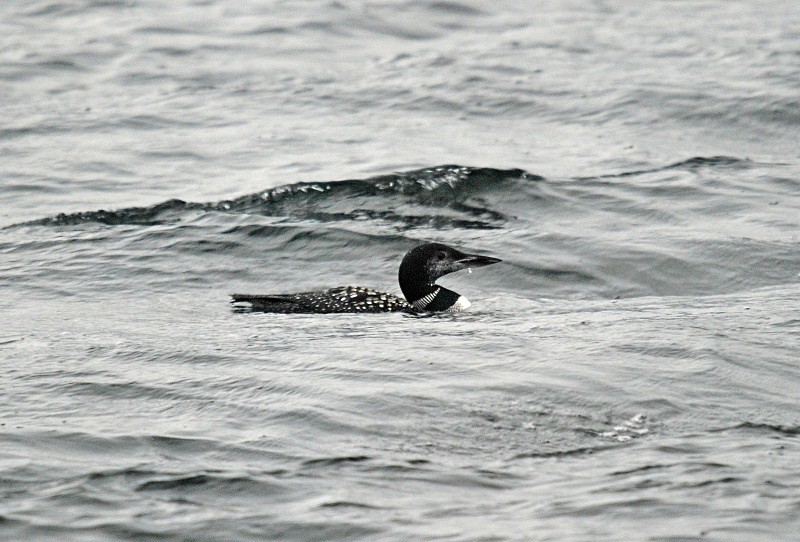 Great Northern Diver - Divers