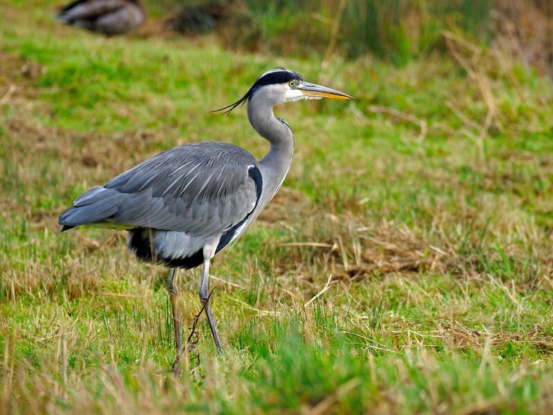Grey Heron - Herons and egrets
