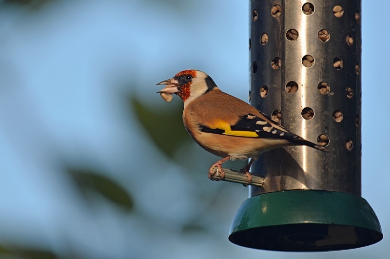 Goldfinch - Finches