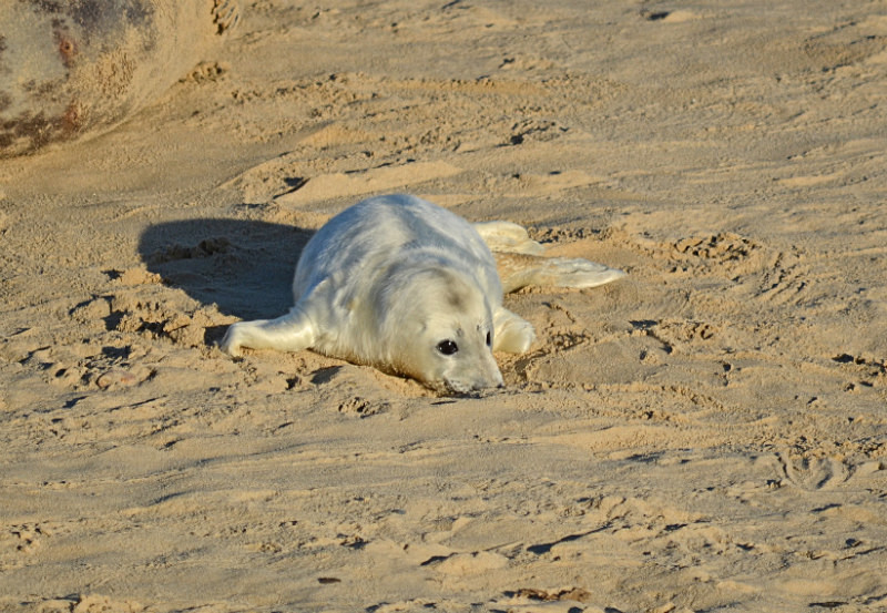 Atlantic Grey Seal - Atlantic Grey Seals