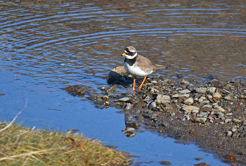 Ringed Plover - Westfjords