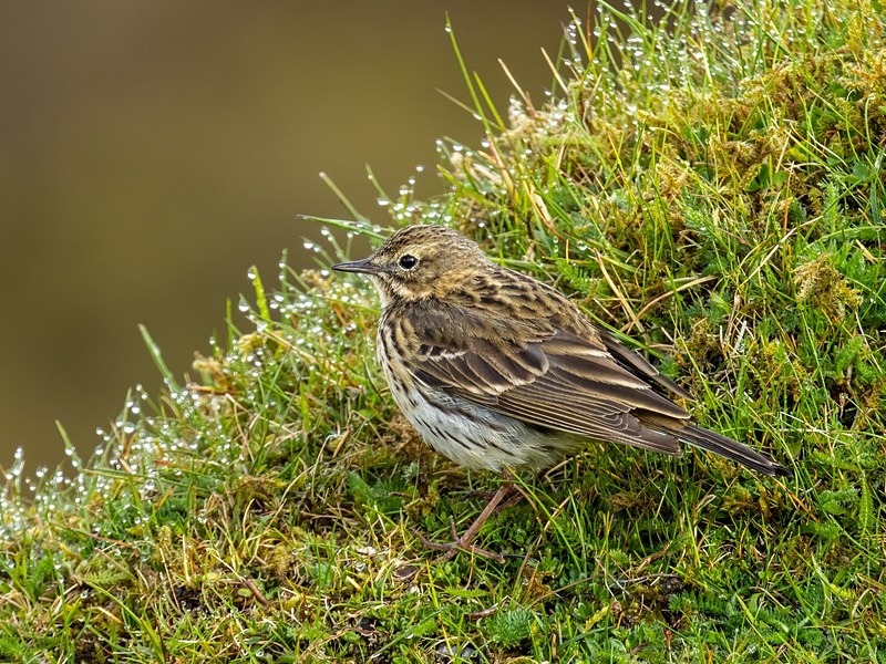 Meadow Pipit - Pipits
