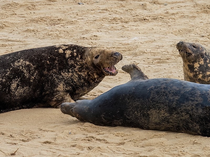 Atlantic Grey Seal - Atlantic Grey Seals