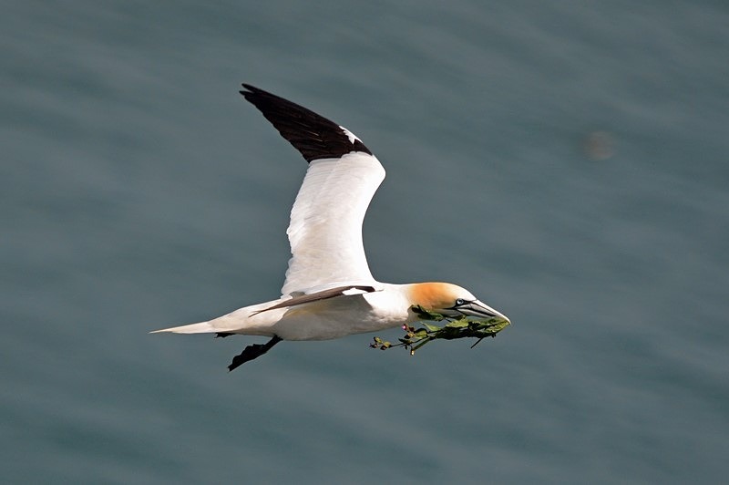 Gannet - Gannets