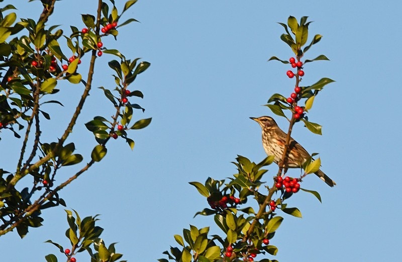 Redwing - Thrushes