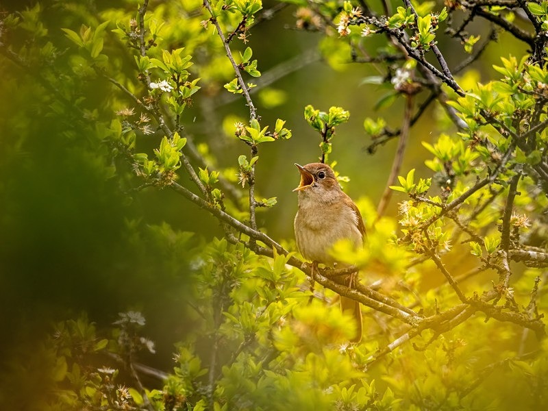 Nightingale - Nightingales