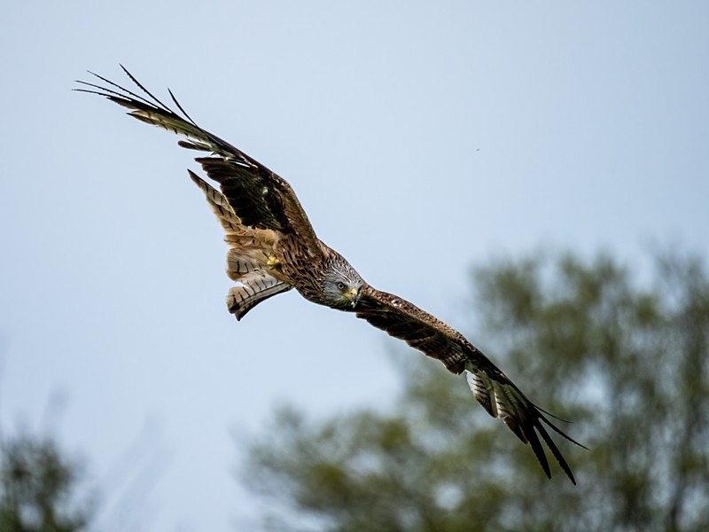 Red Kite - Birds of prey