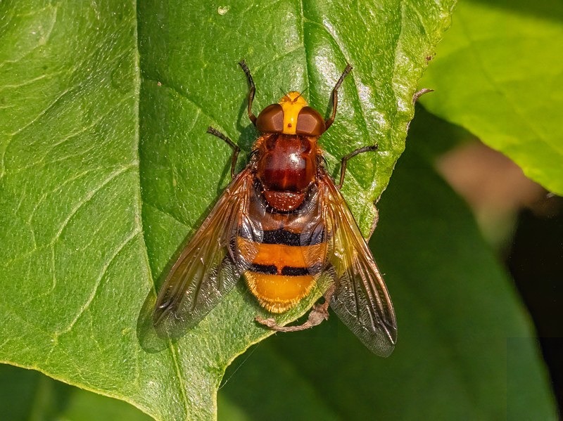 Hornet Mimic Hoverfly - Insects, beetles, spiders, etc.