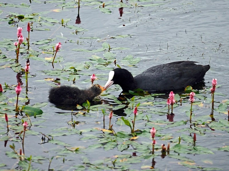 Coot and juvenile - Crakes and rails
