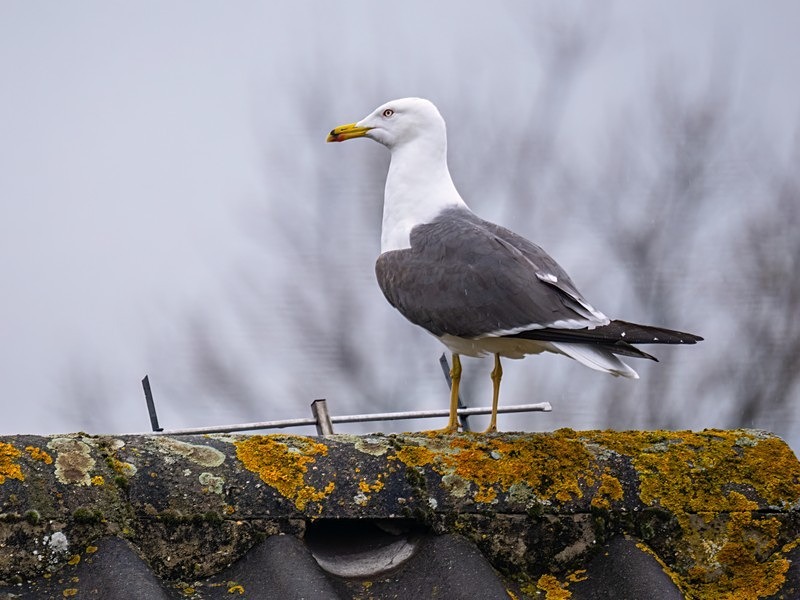 Lesser Black-backed Gull - Gulls