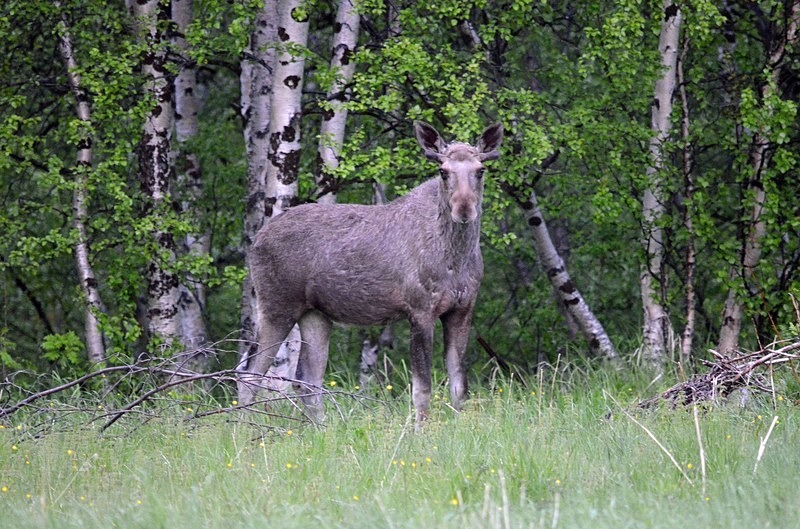 Elk (Moose) - North Norway