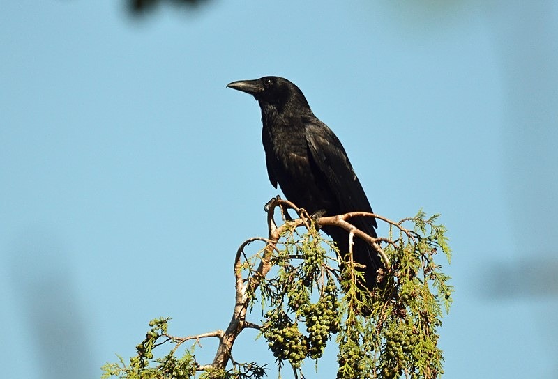 Carrion Crow