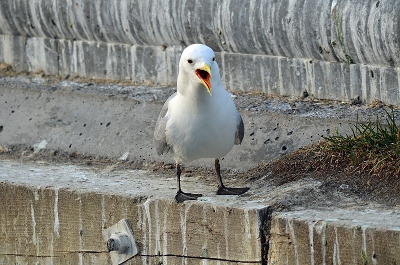 Kittiwake - North Norway