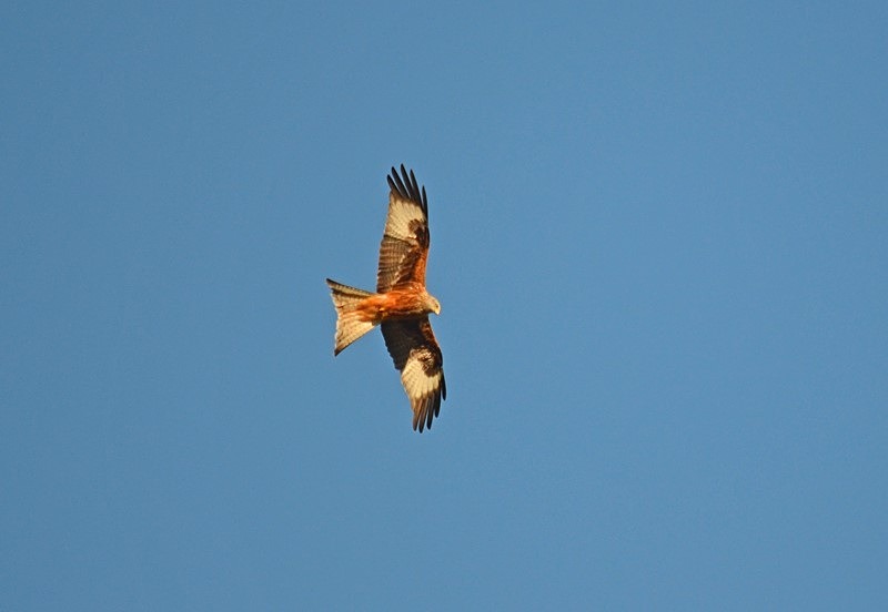 Red Kite - Birds of prey