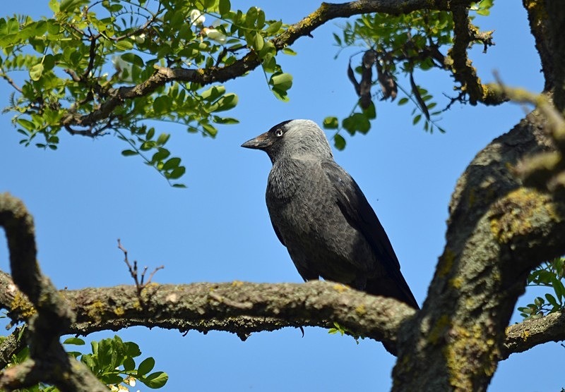 Jackdaw - Hungary