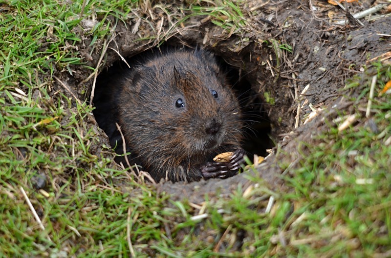 Water Vole - Water Vole