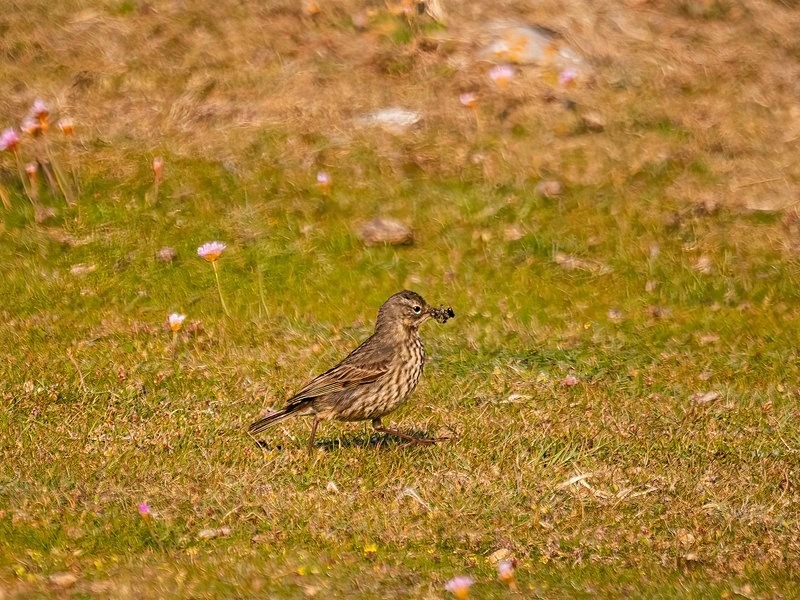Rock Pipit - Pipits