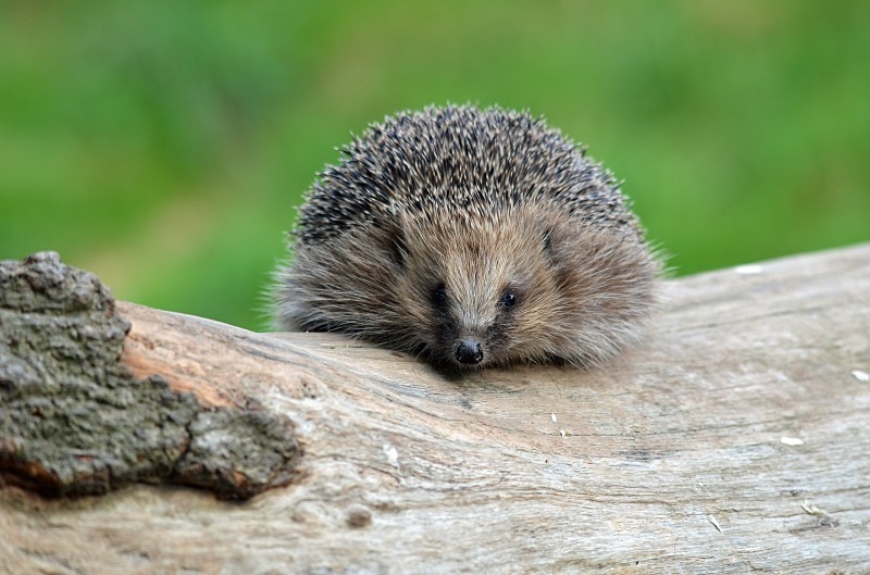 Hedgehog