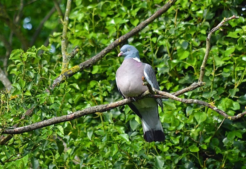 Woodpigeon - Pigeons and doves