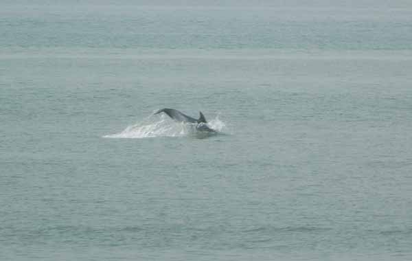 Bottlenose Dolphin - Whales and dolphins
