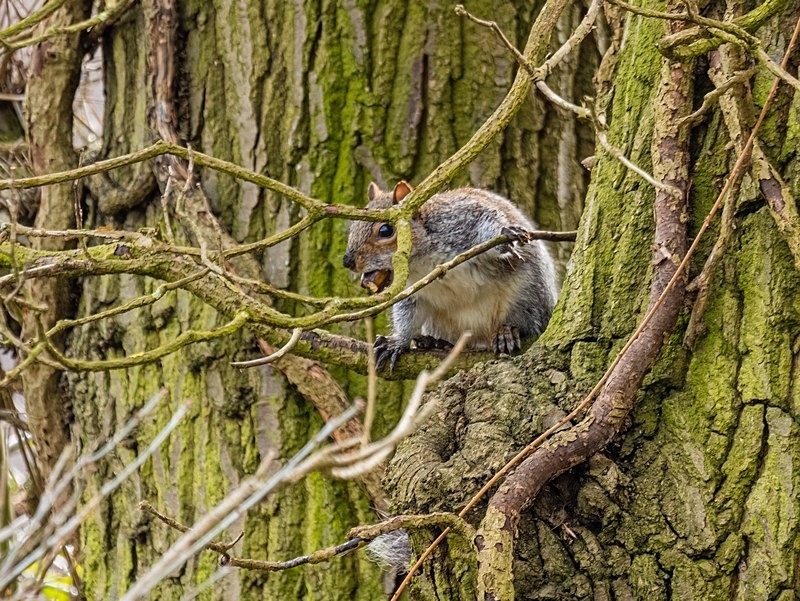 Grey Squirrel - Grey Squirrels