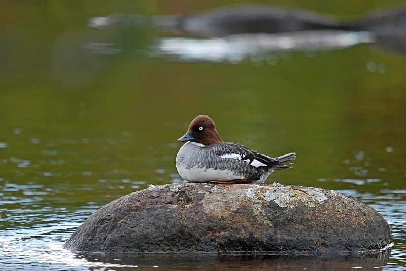 Goldeneye - Diving ducks