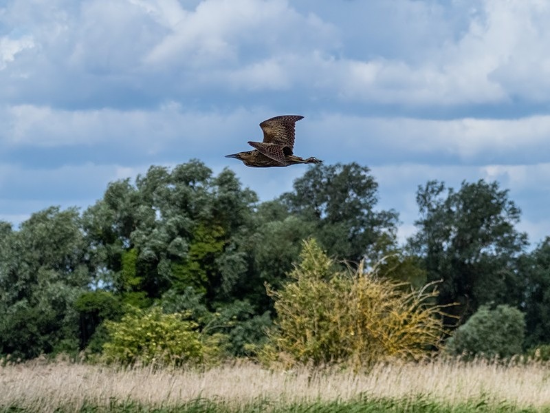 Bittern - Herons and egrets