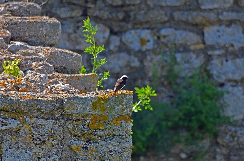 Pied Wheatear - Bulgaria
