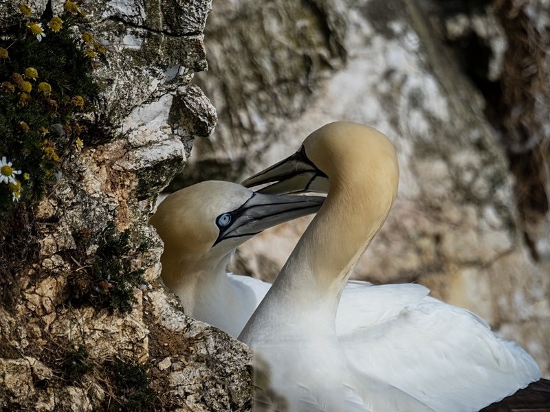 Gannets - Gannets