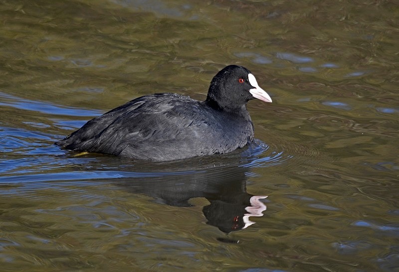 Coot - Crakes and rails