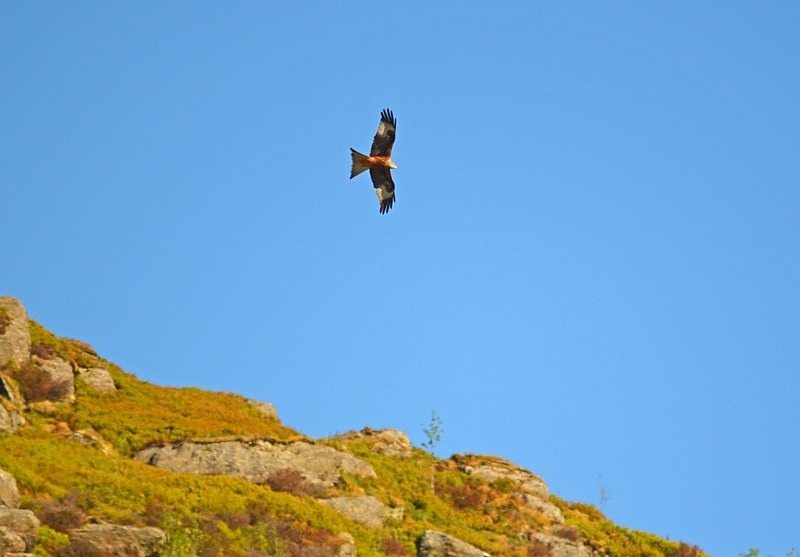 Red Kite - Birds of prey